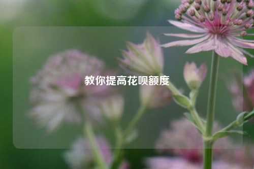 教你提高花呗额度